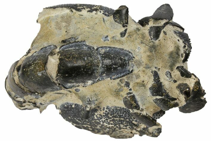 Fossil Mud Lobster (Thalassina) - Australia #109299